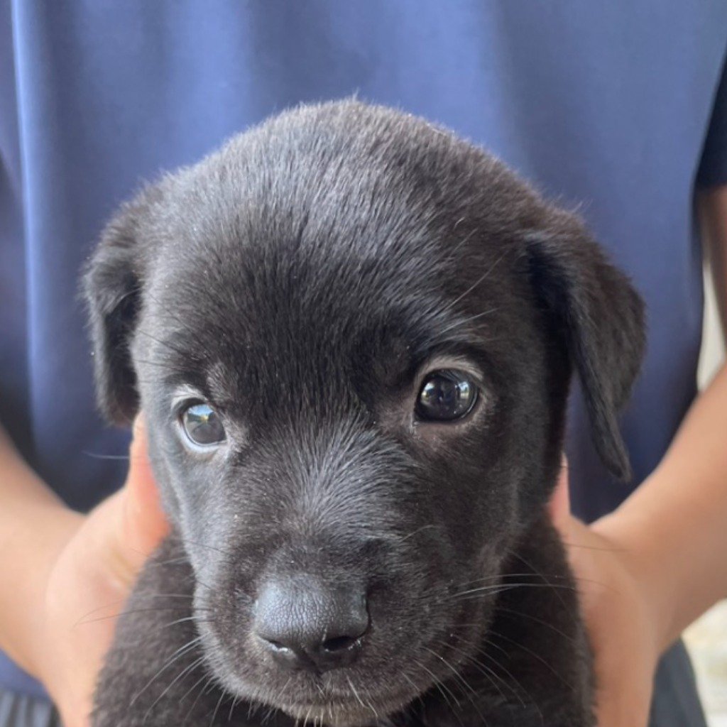 混種犬