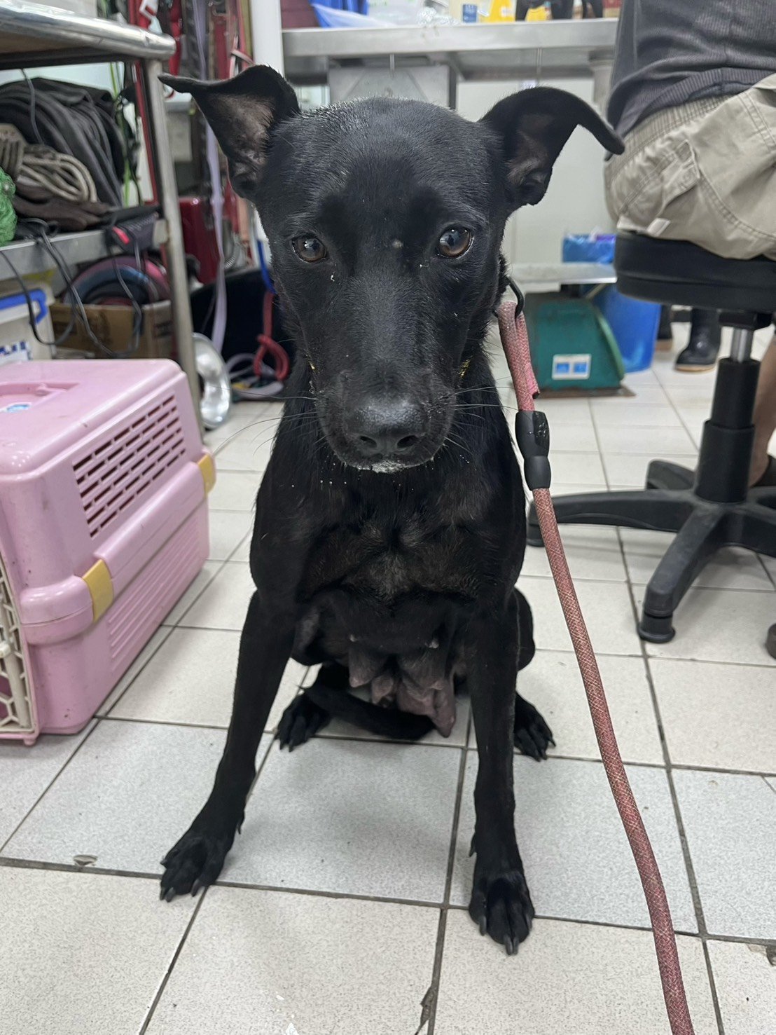 混種犬