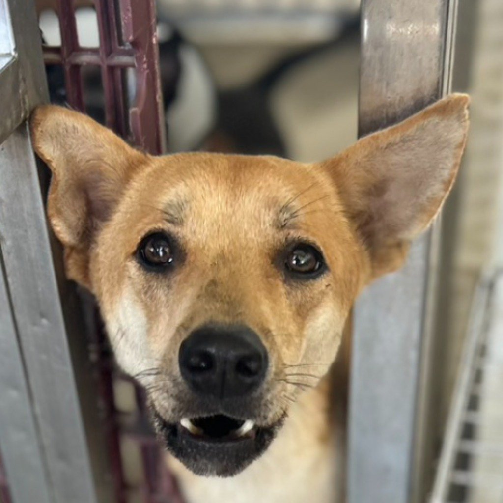混種犬