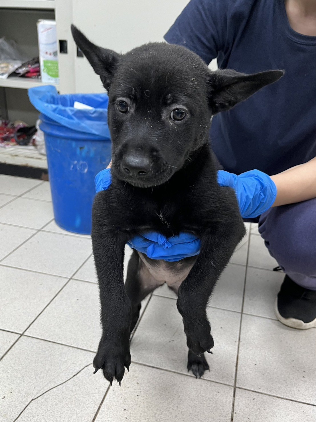 混種犬