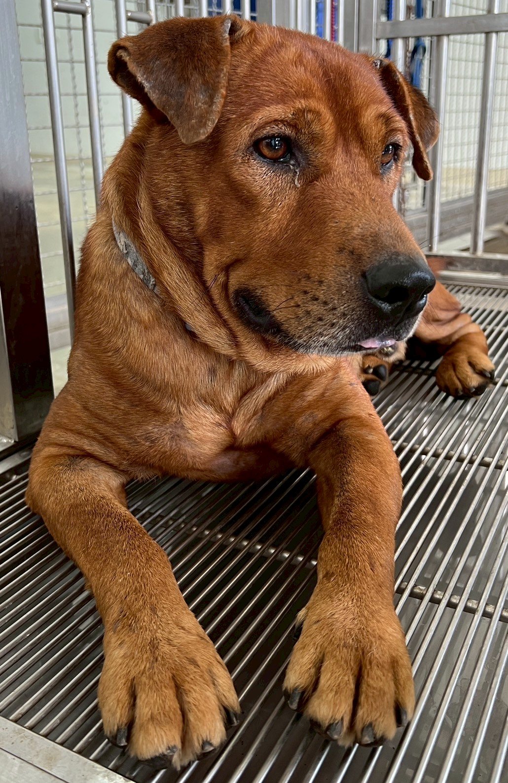 混種犬