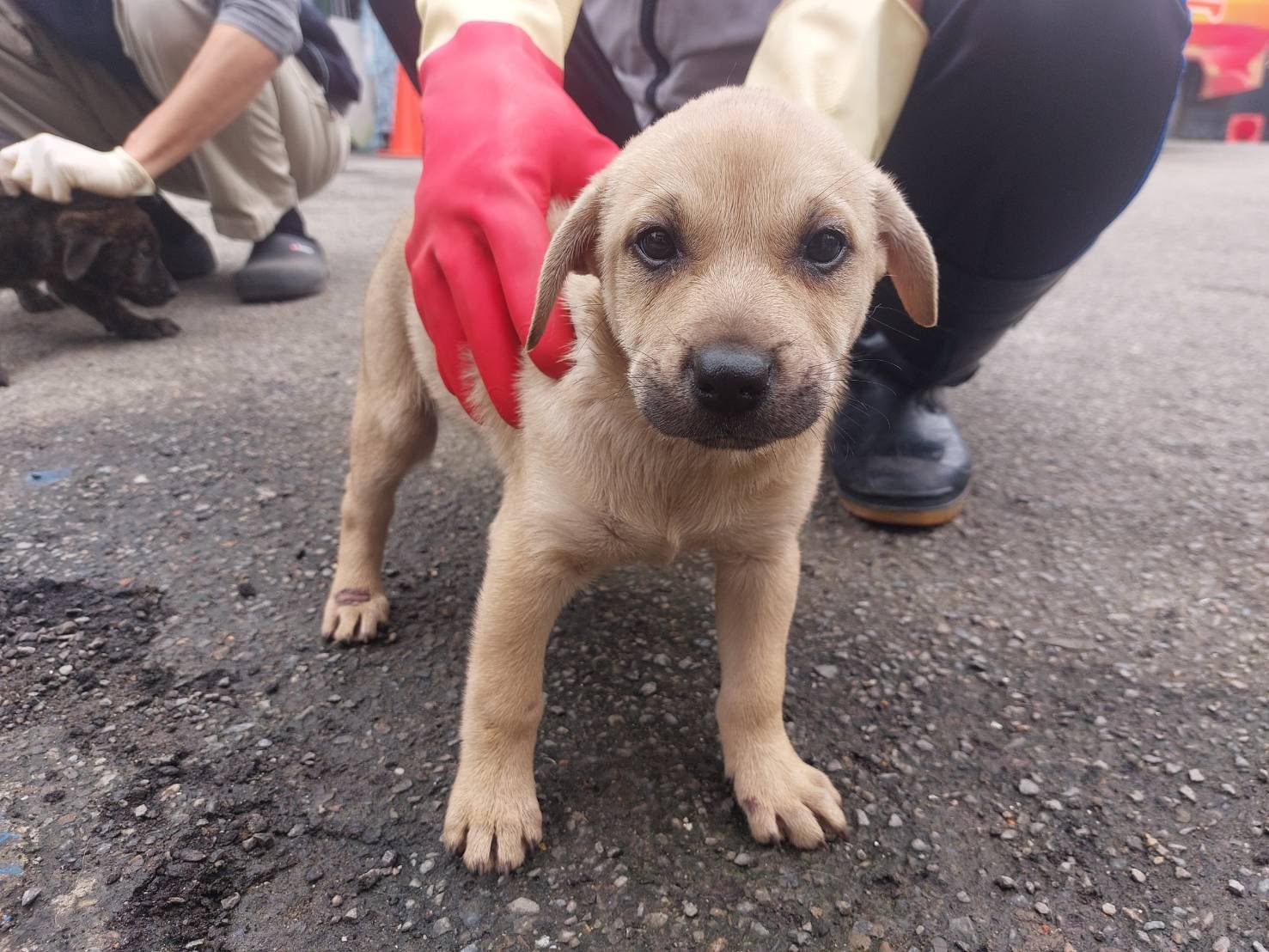 混種犬