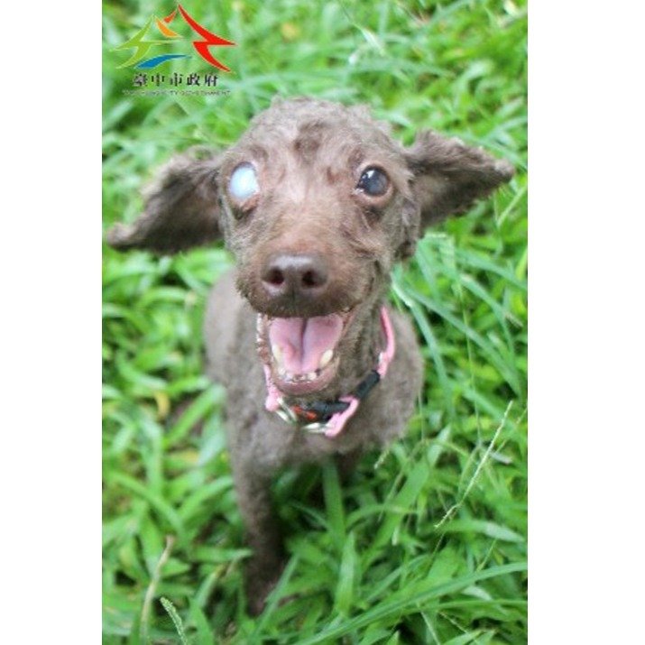 貴賓犬