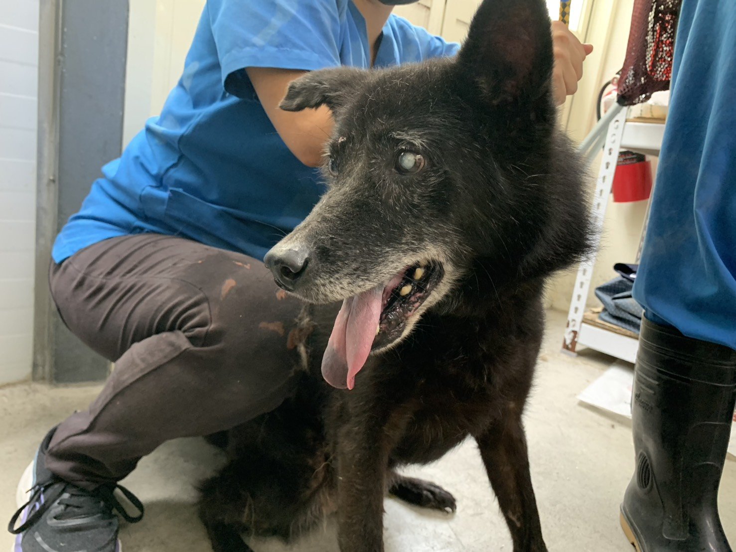 混種犬