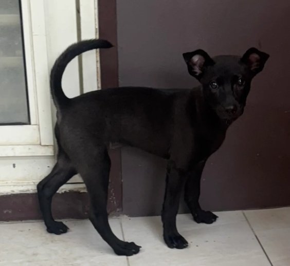 混種犬