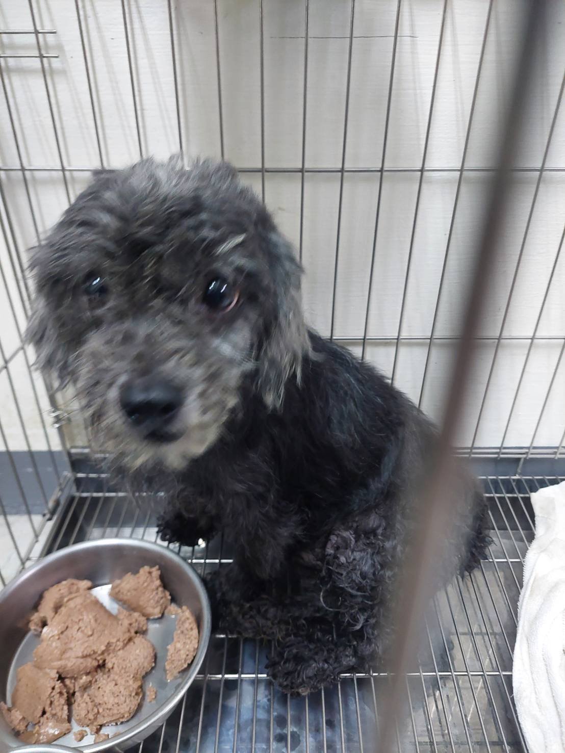 貴賓犬