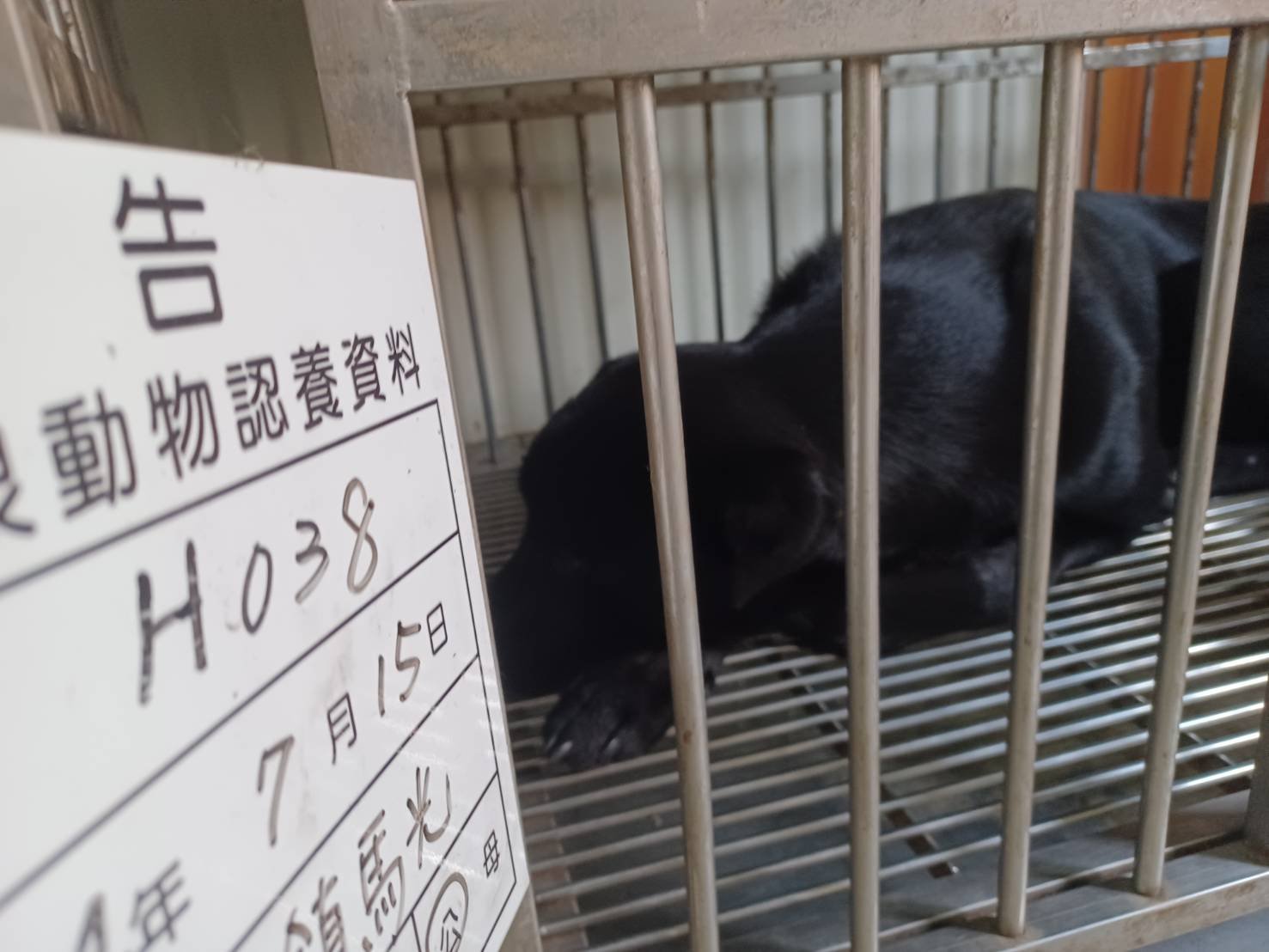 混種犬