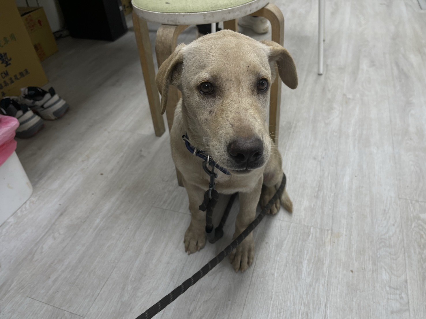 混種犬