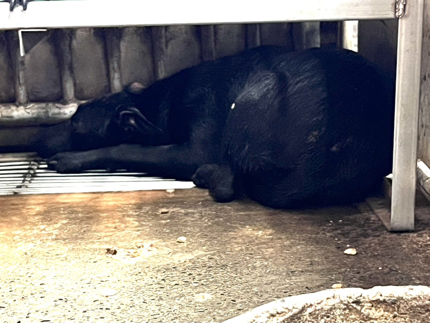 混種犬