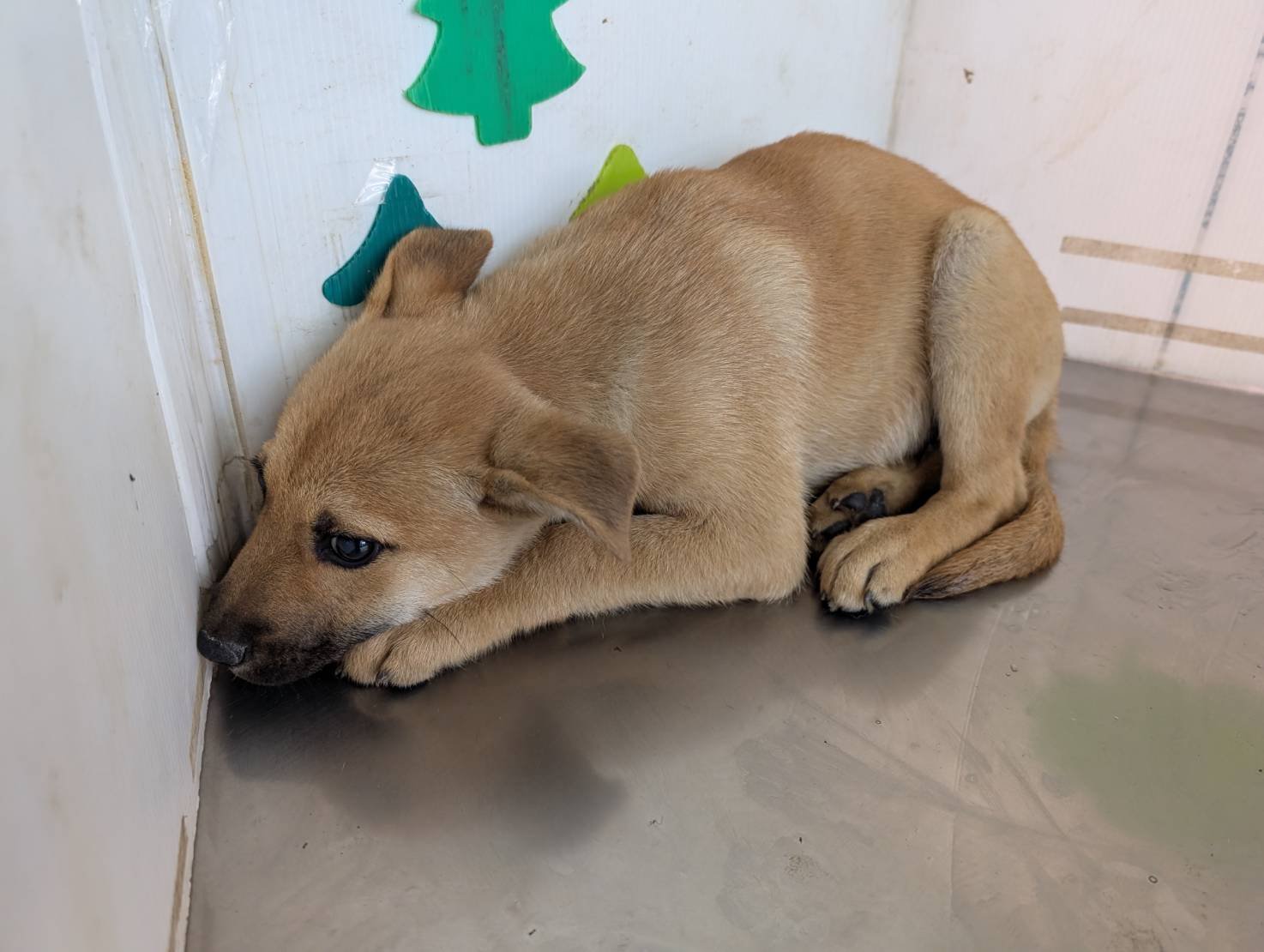 混種犬