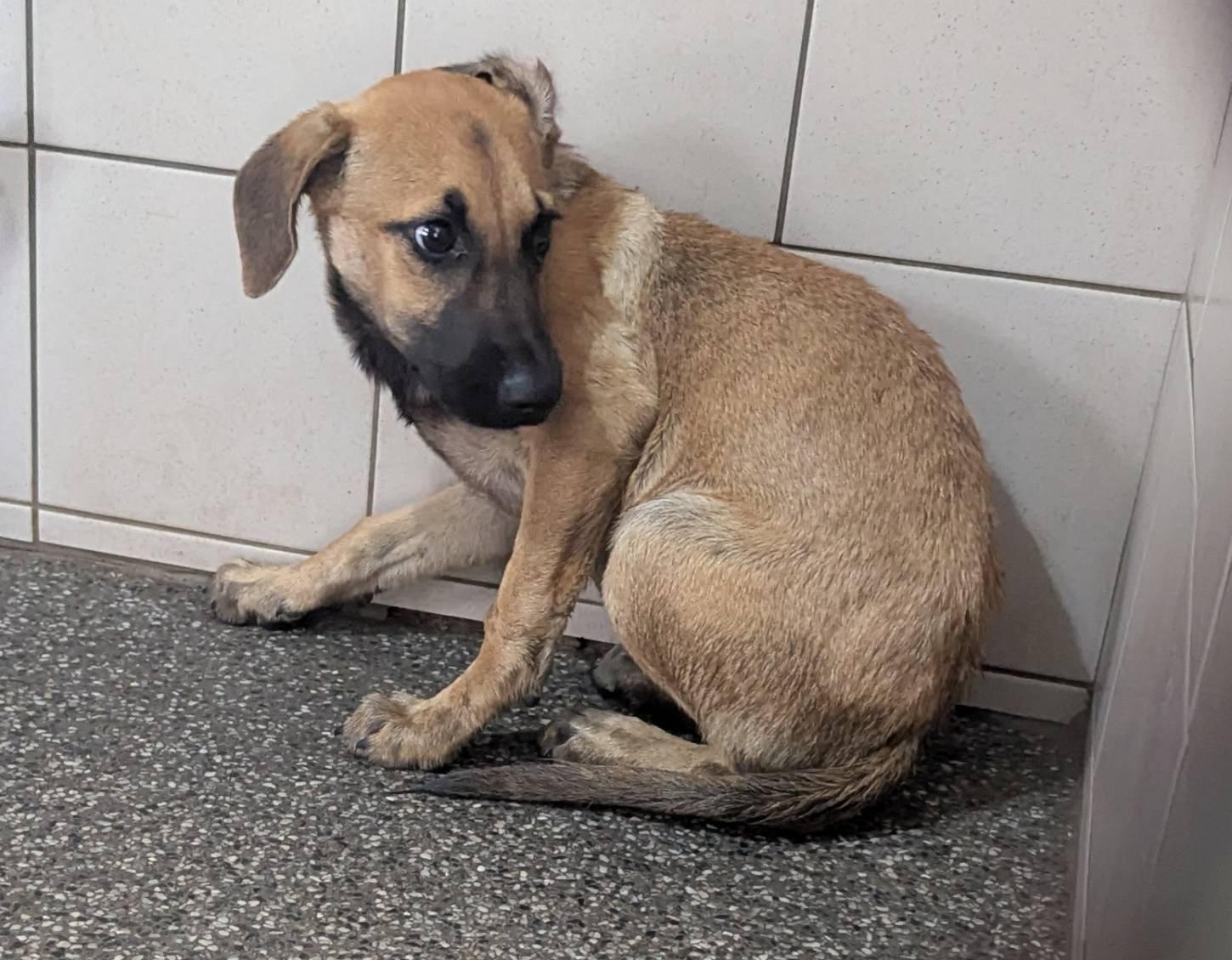 混種犬