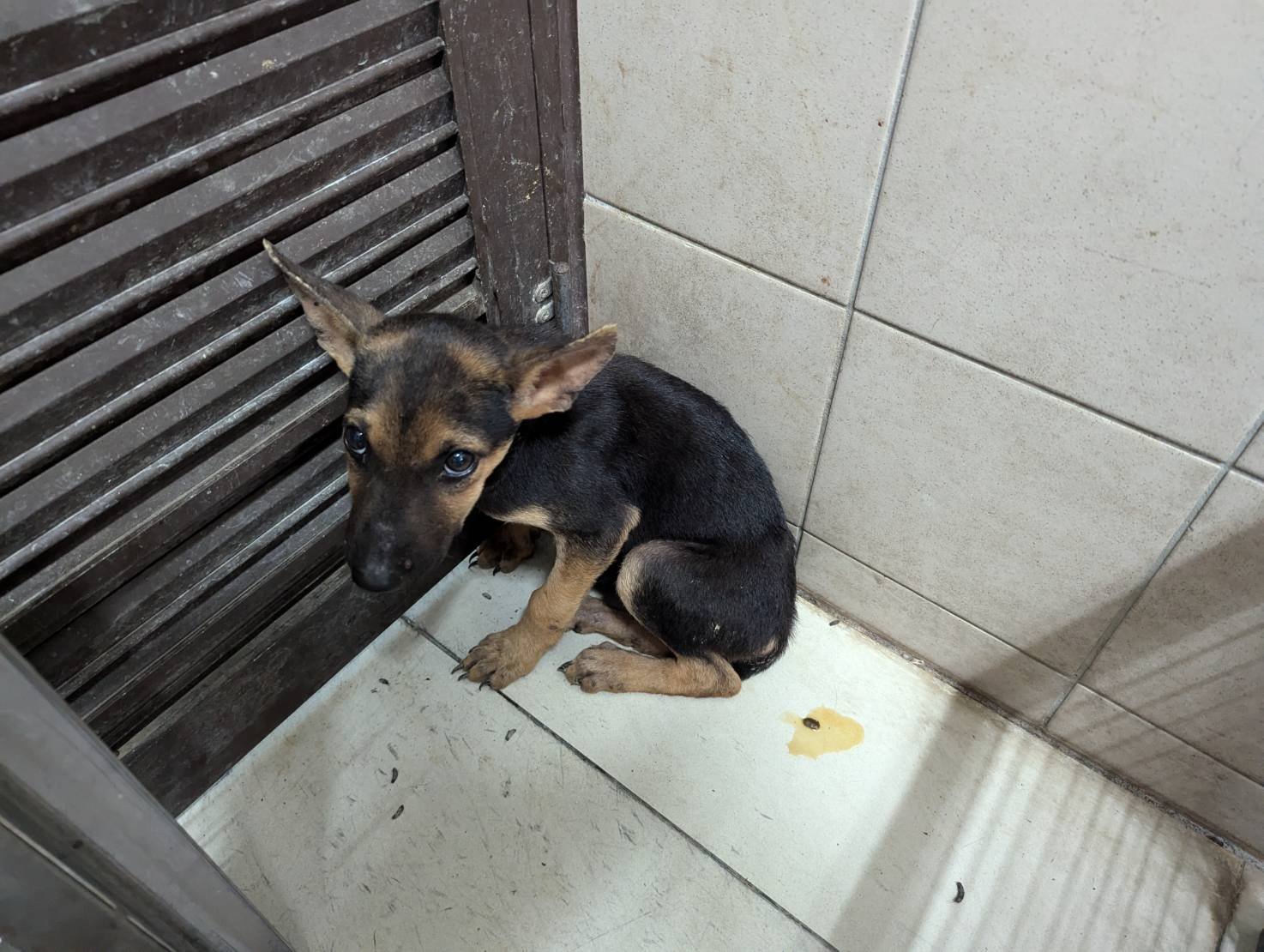混種犬
