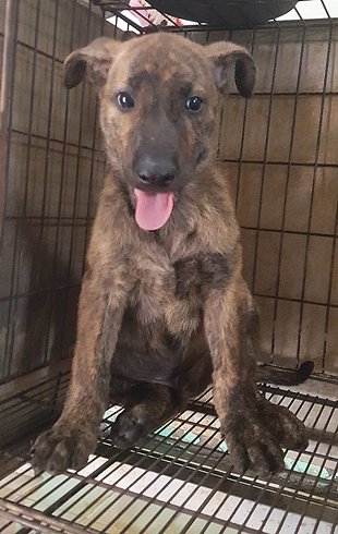 混種犬