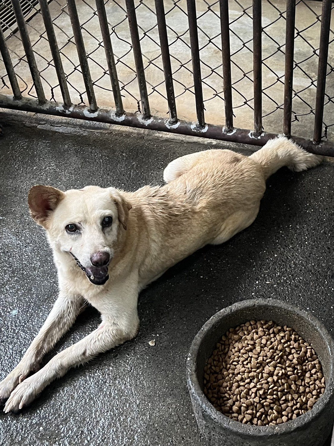 混種犬