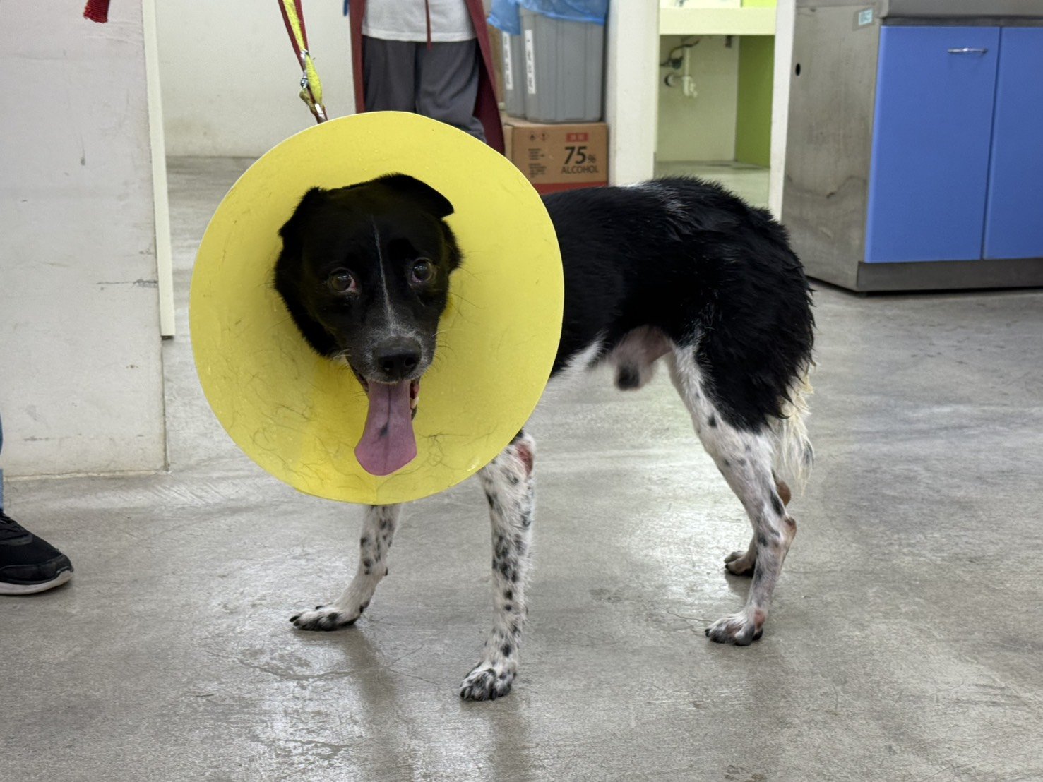 混種犬