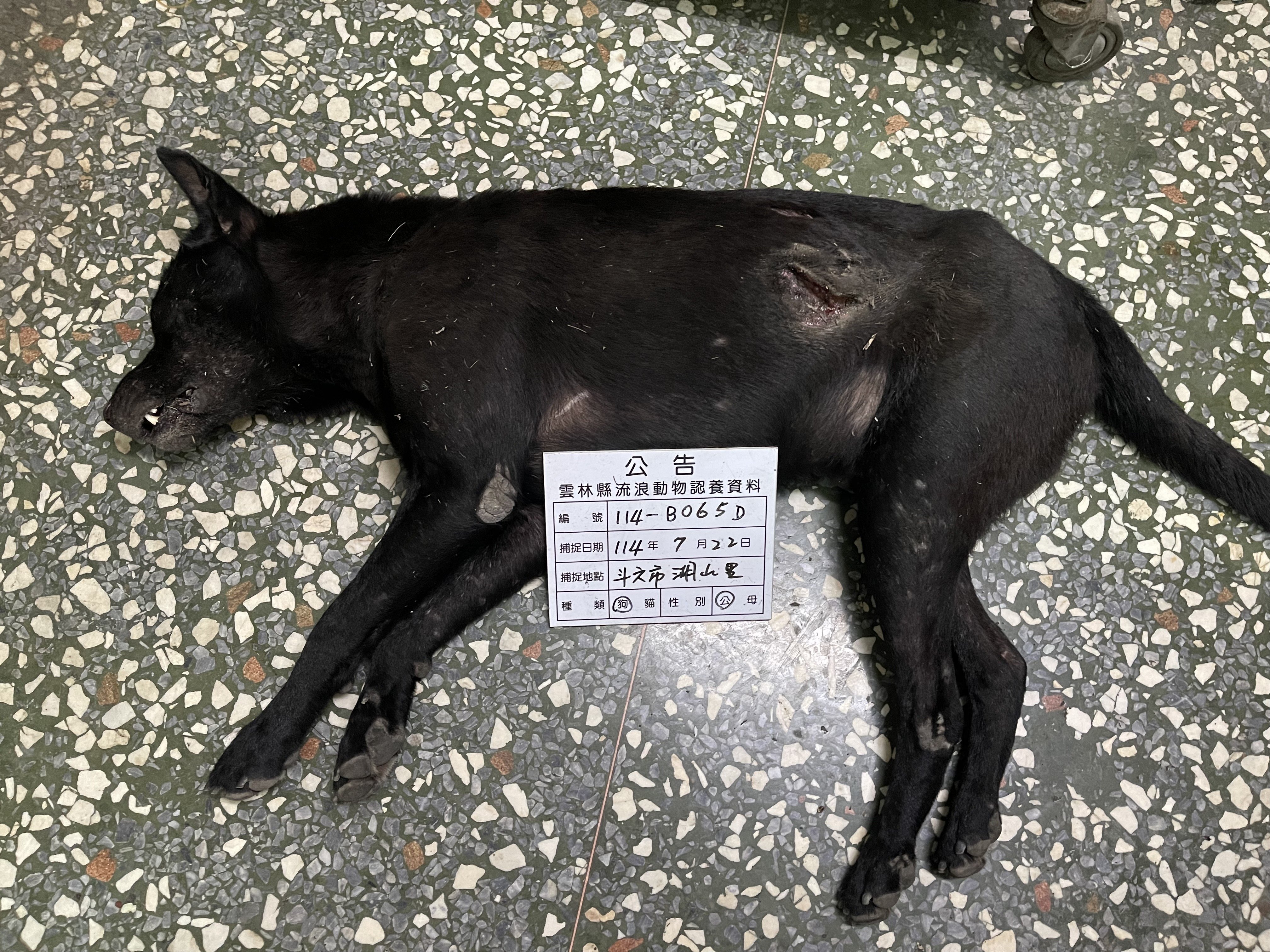 混種犬