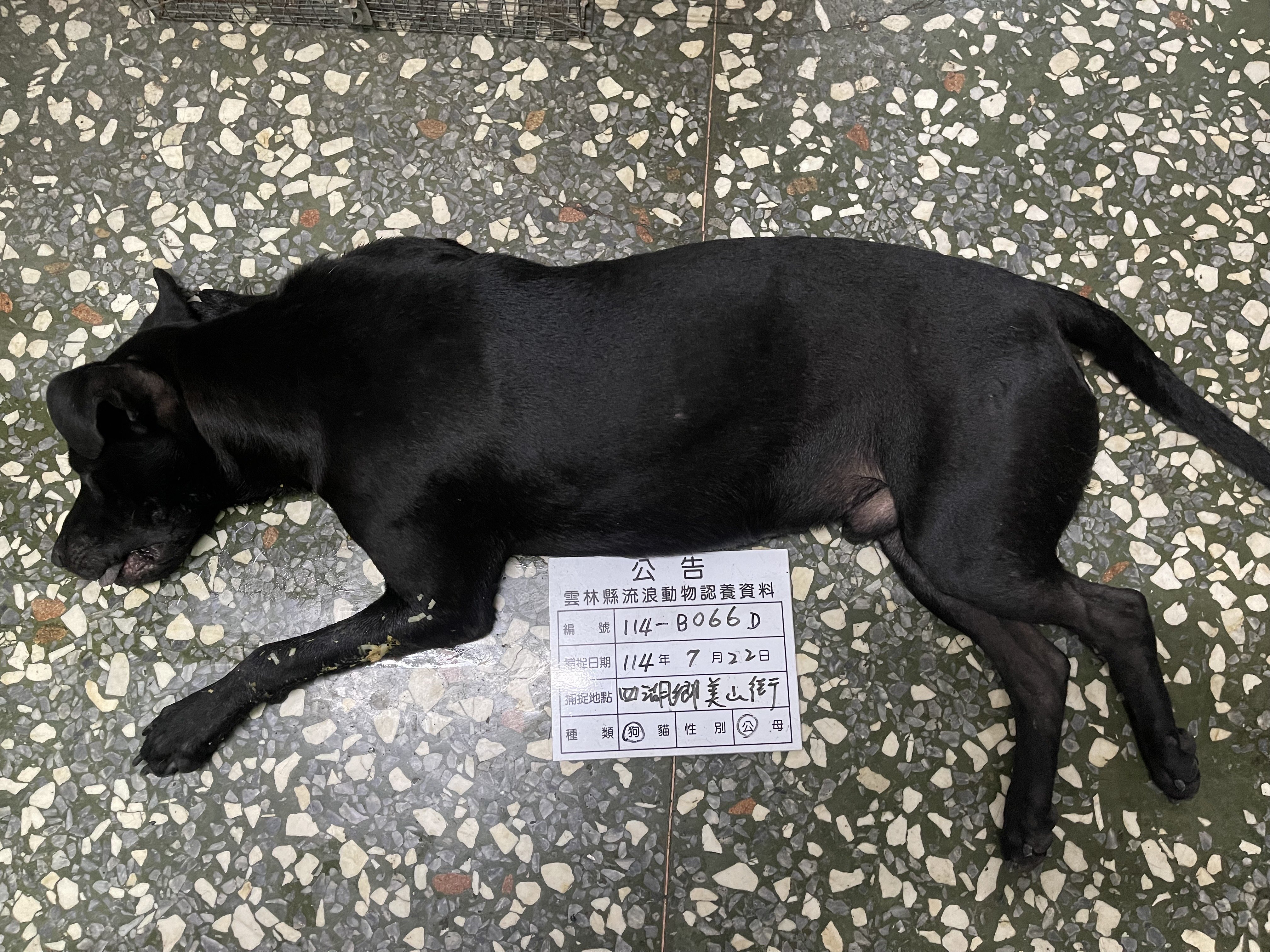 混種犬