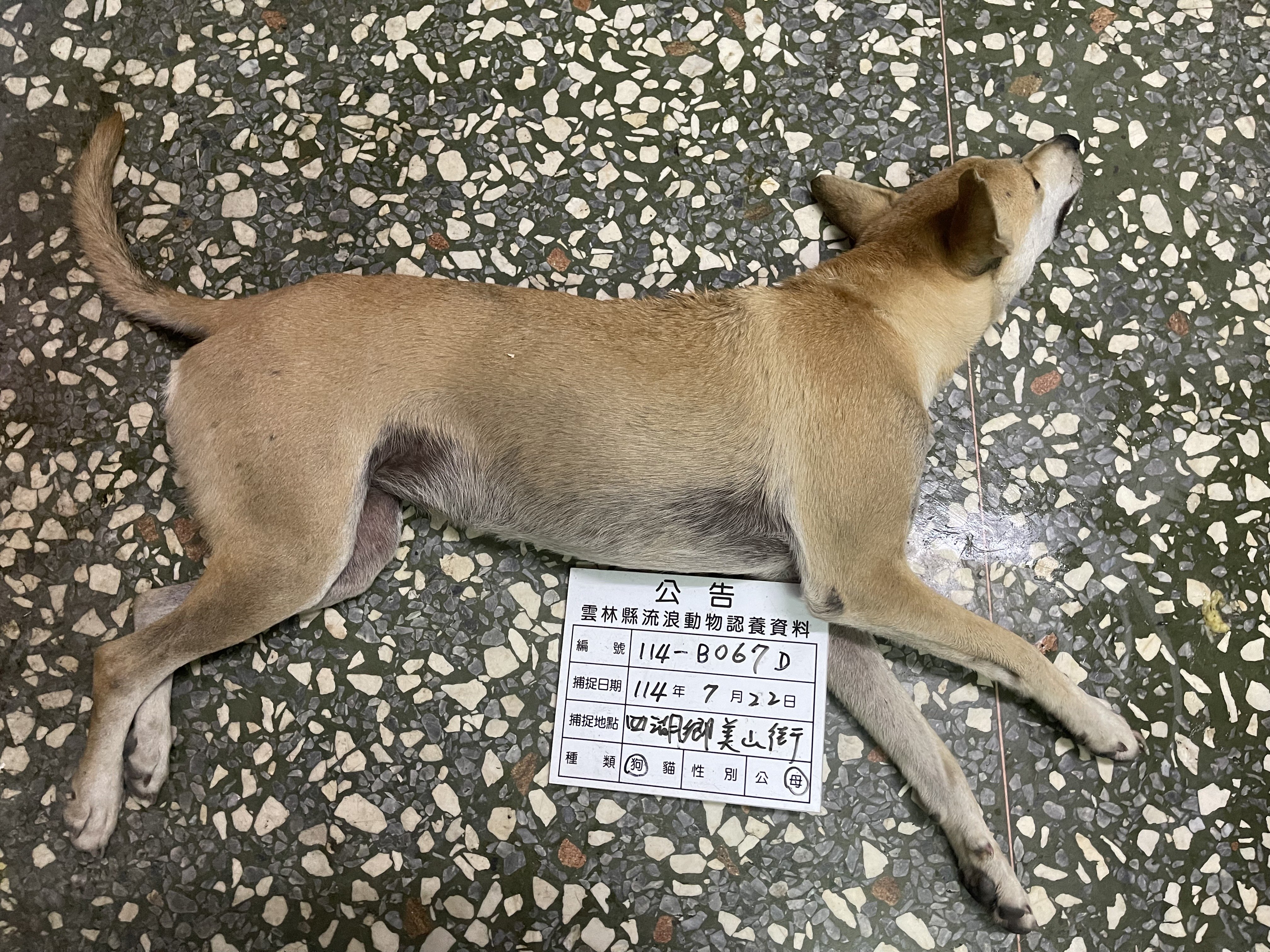 混種犬