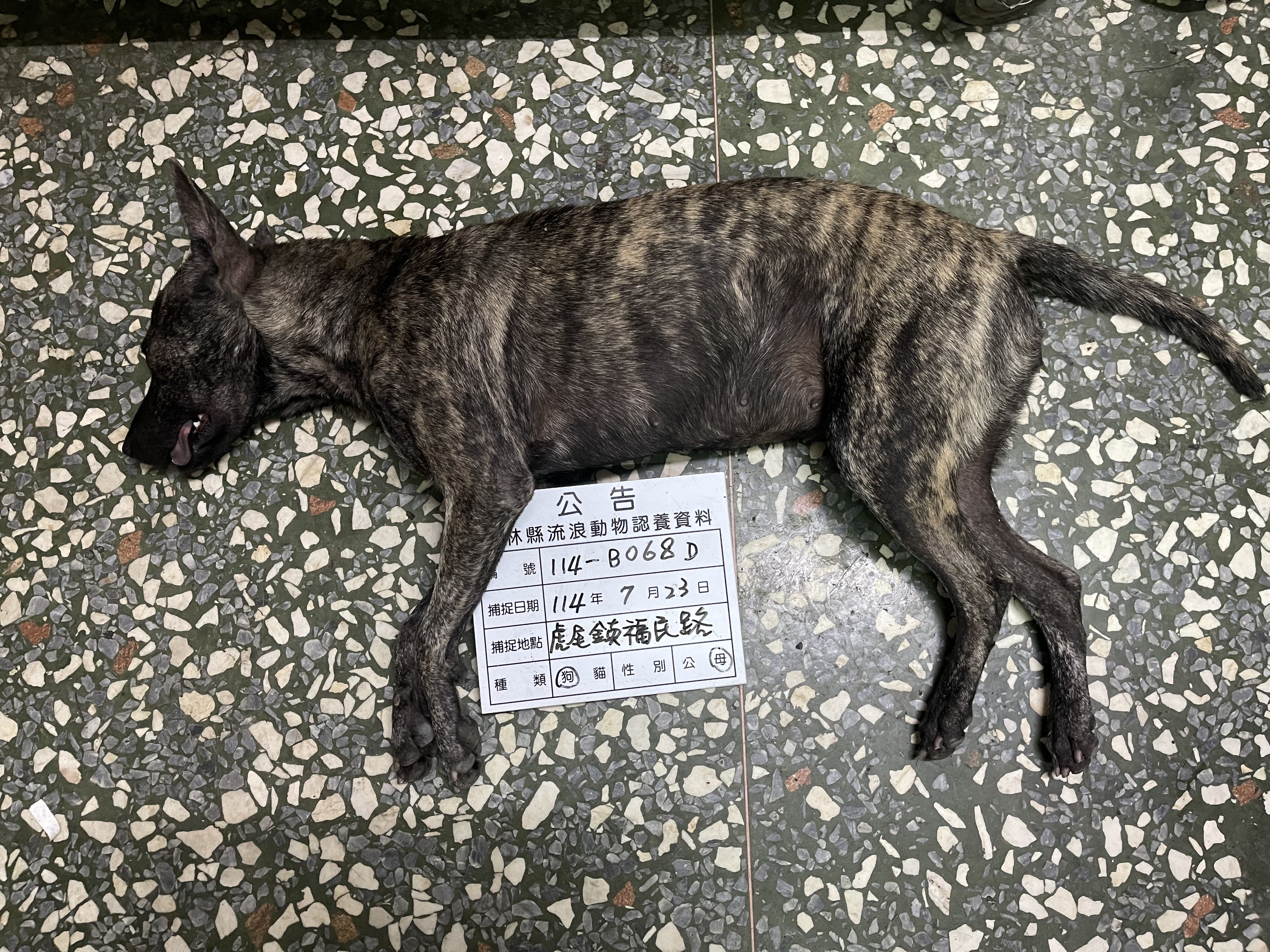 混種犬
