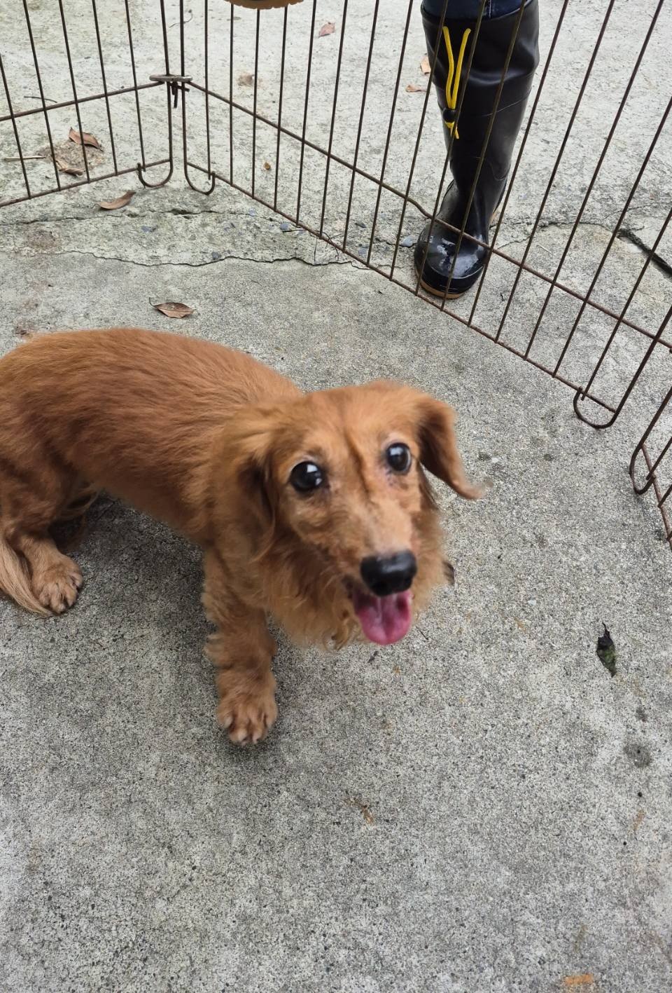 臘腸犬