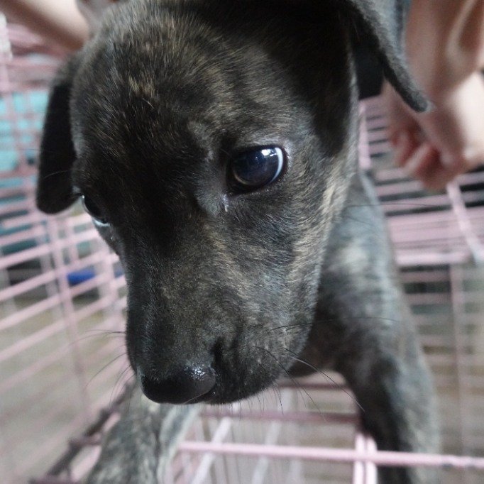 混種犬