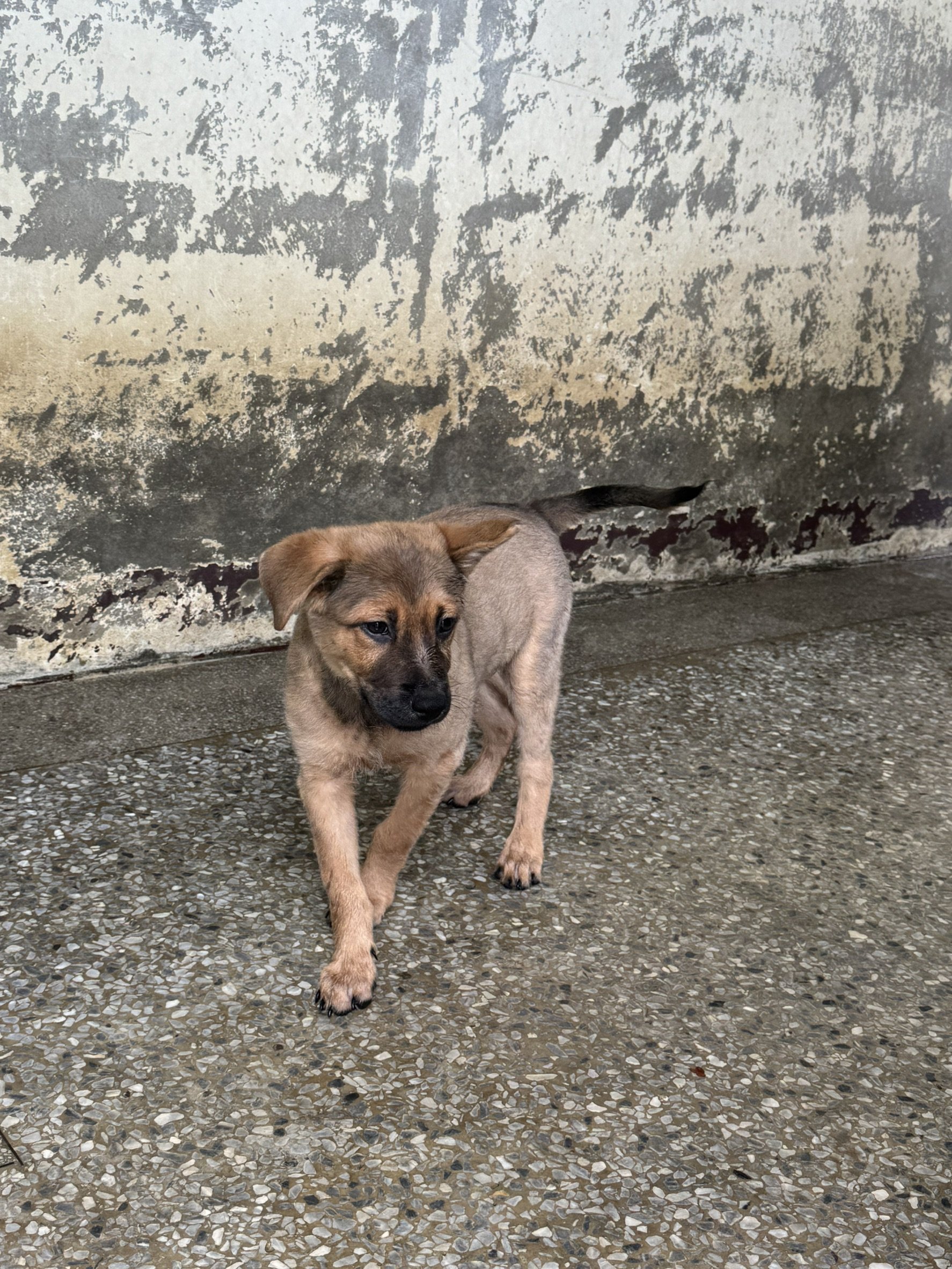 混種犬