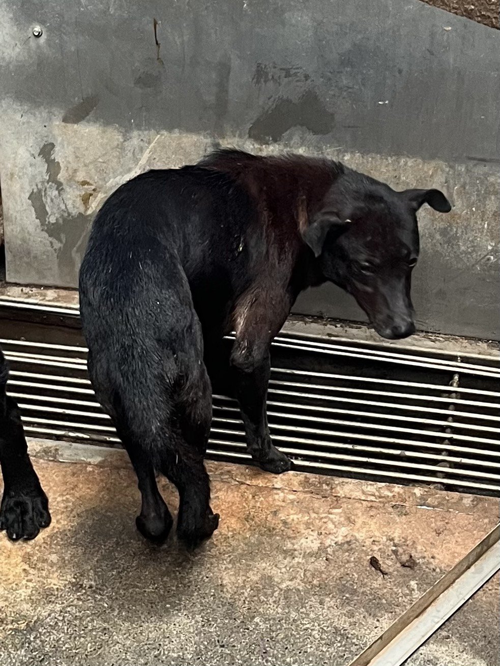 混種犬