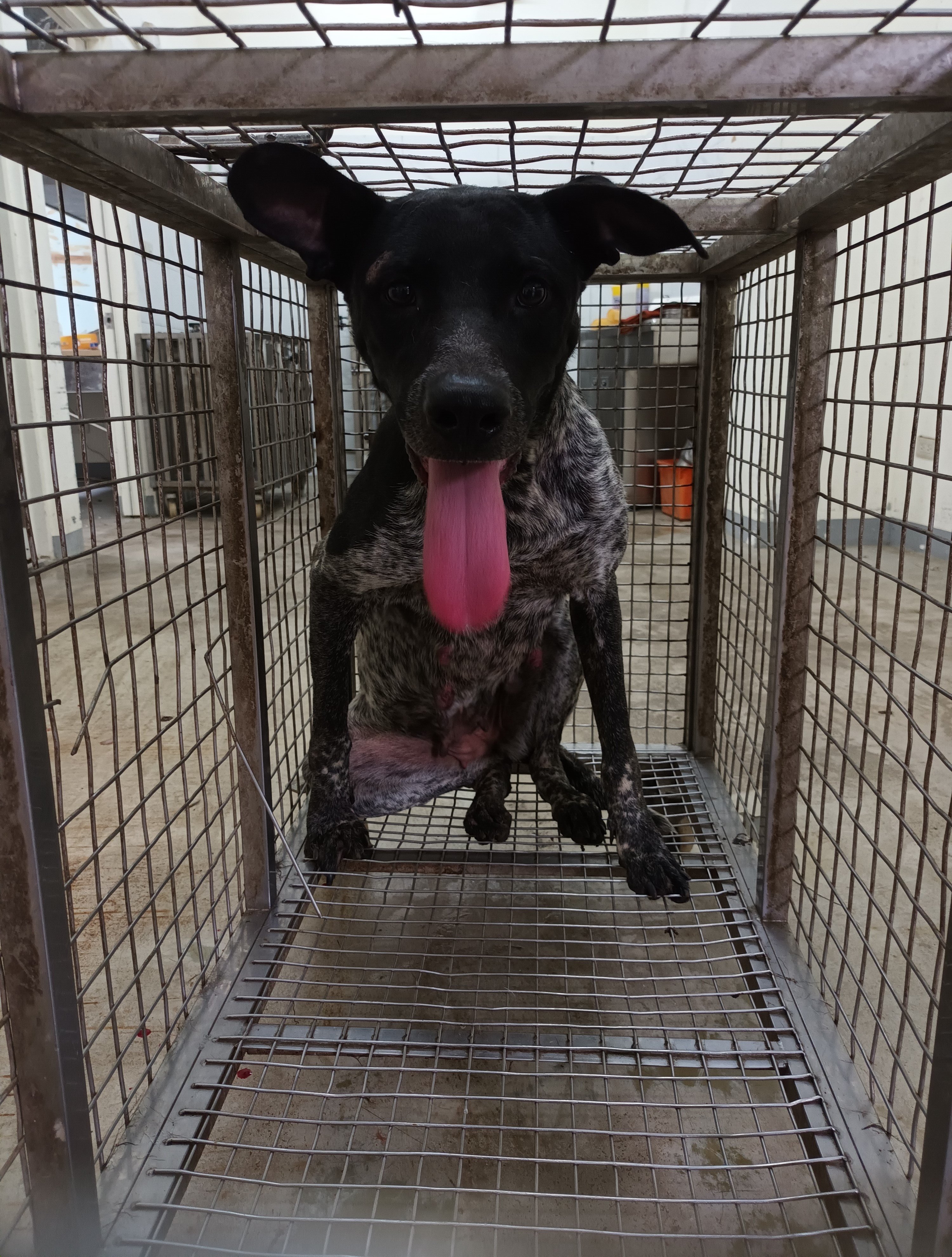 混種犬