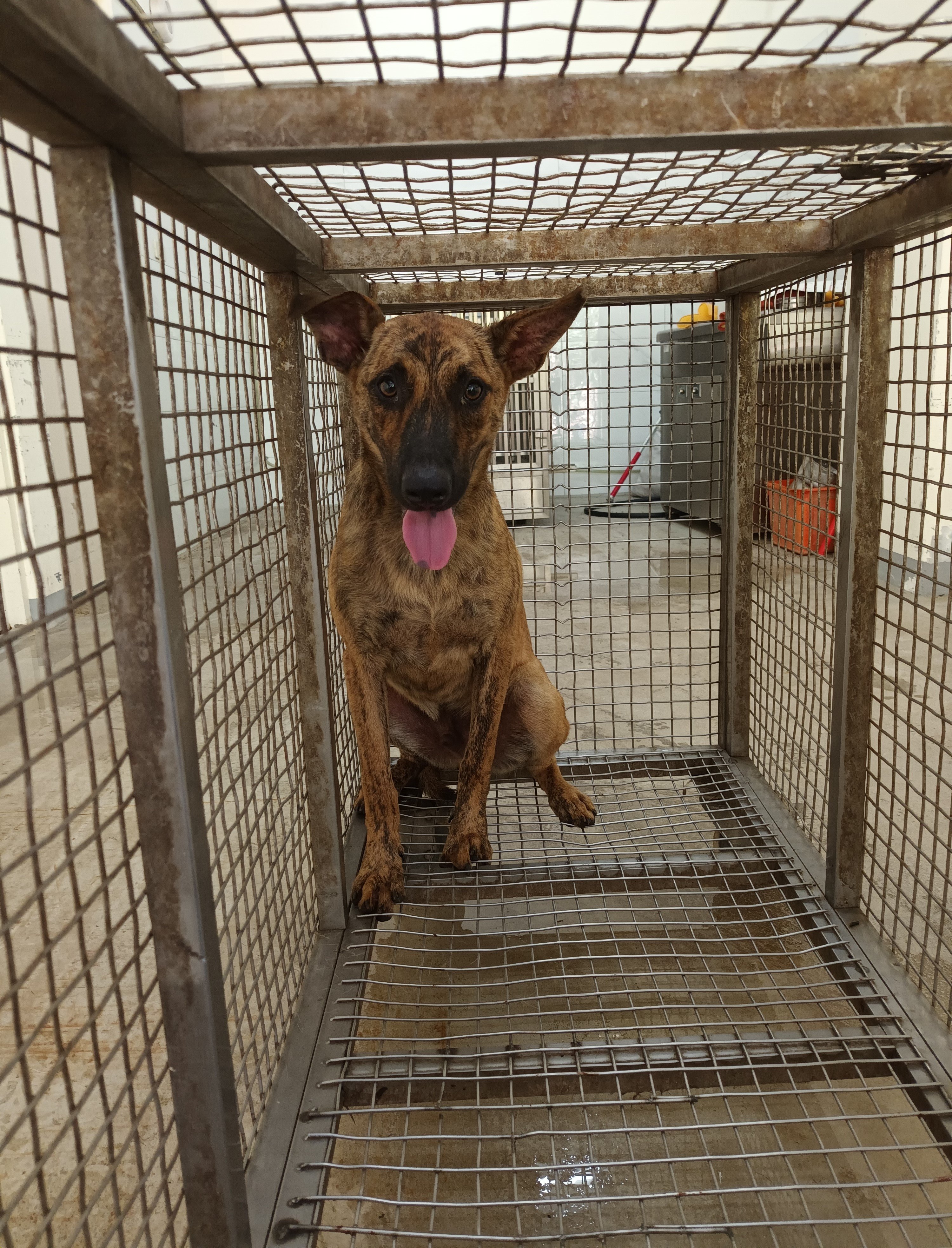 混種犬