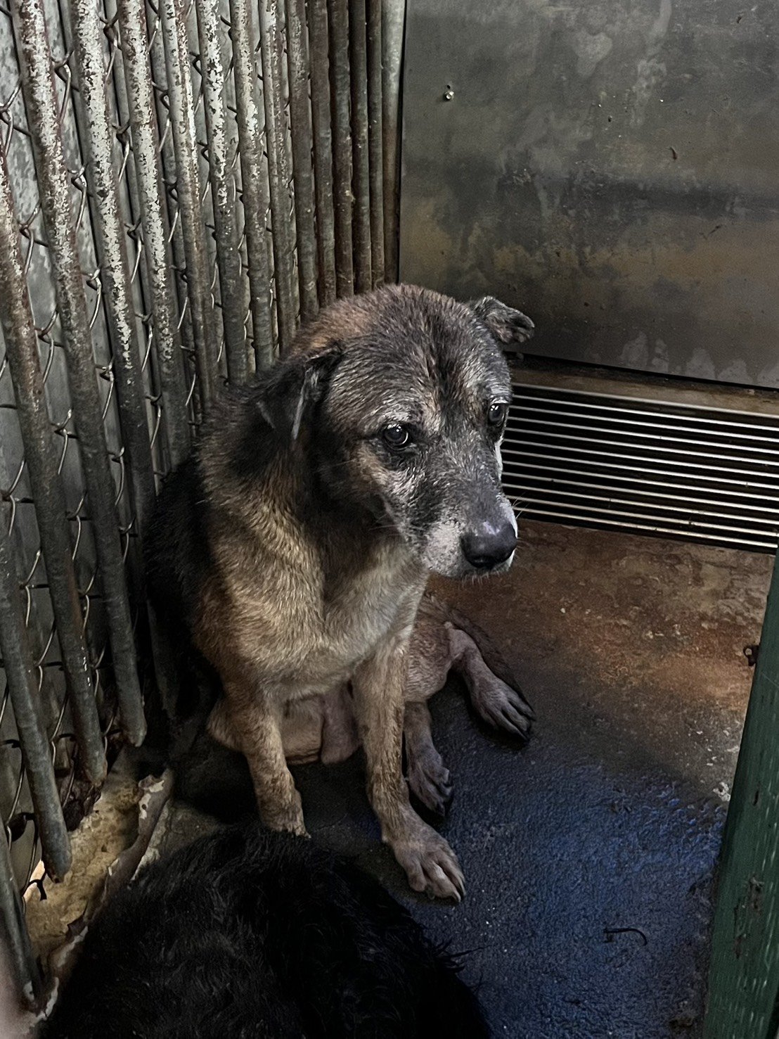 混種犬