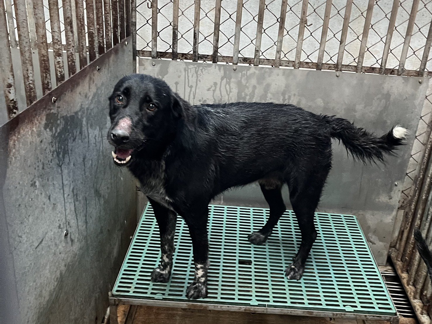 混種犬