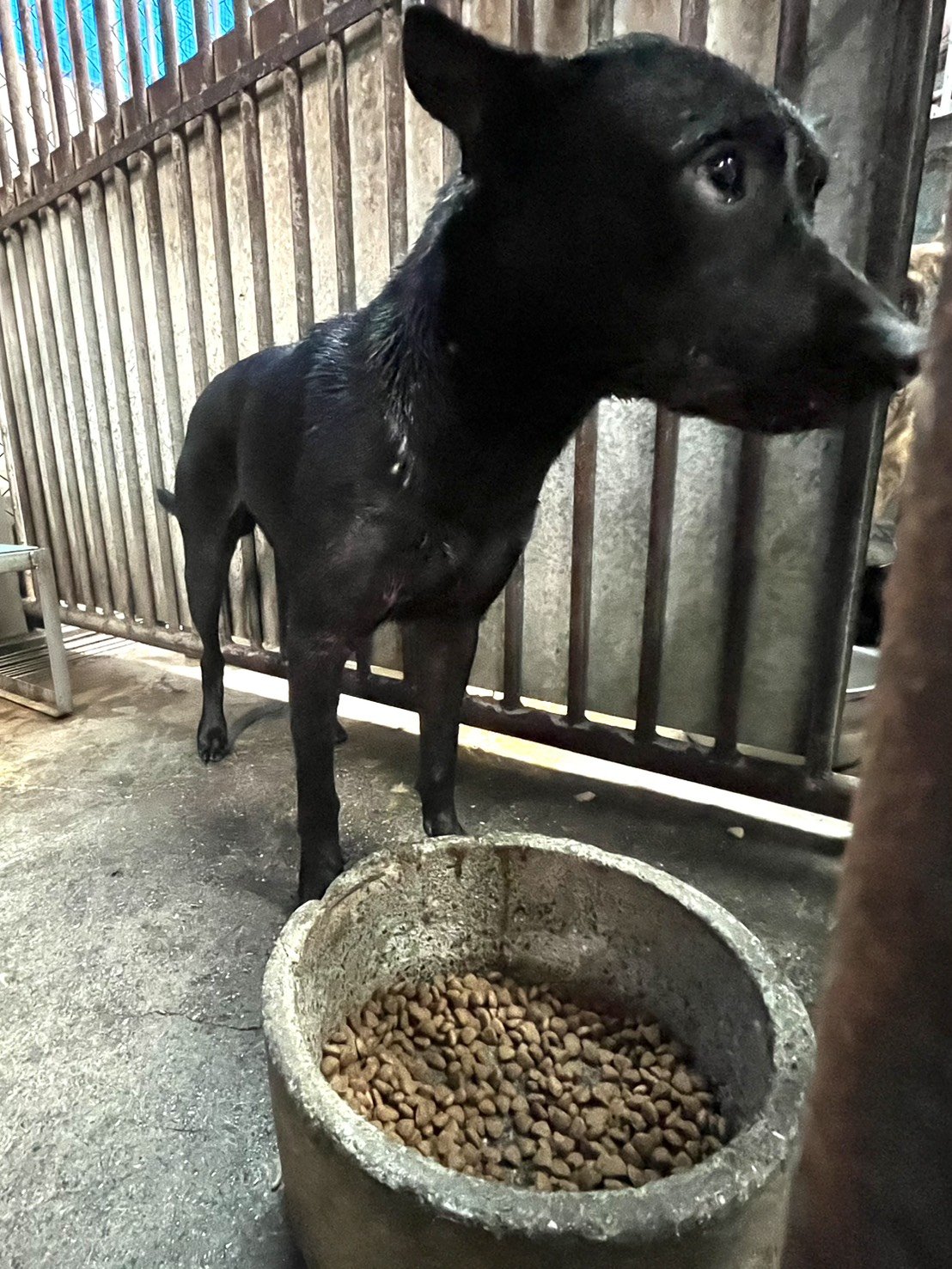 混種犬