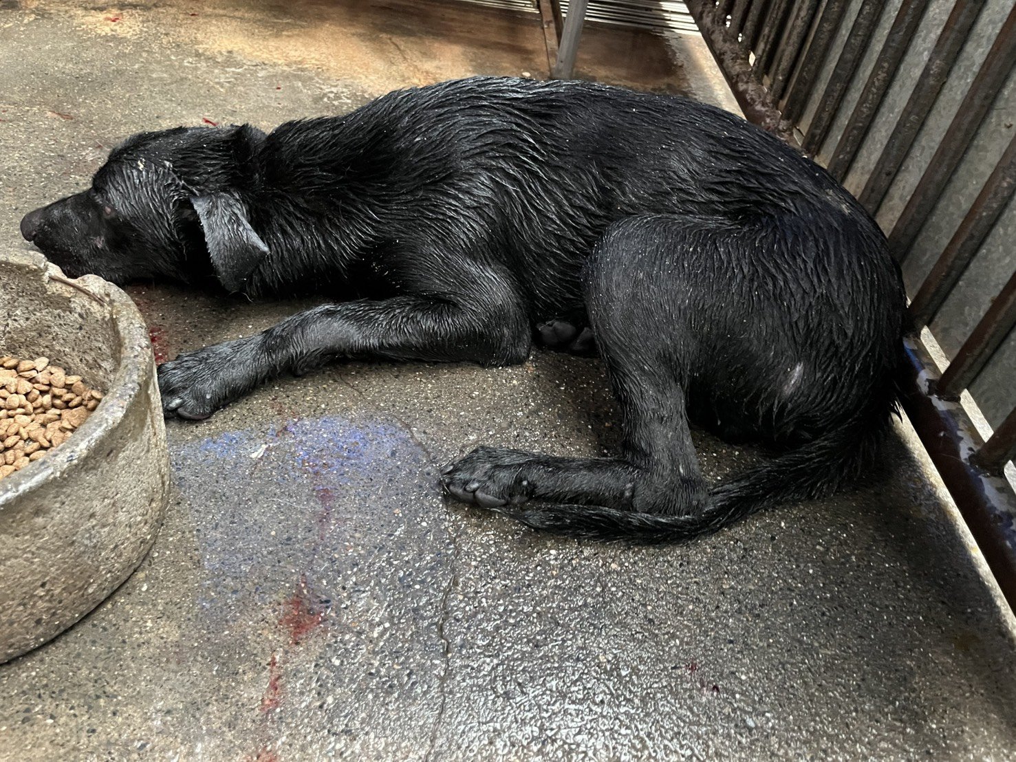 混種犬