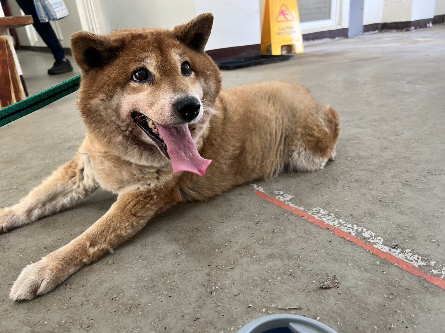 柴犬