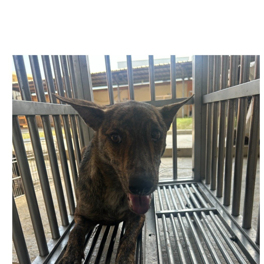 混種犬