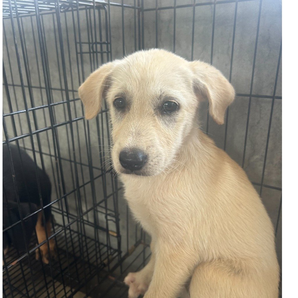 混種犬