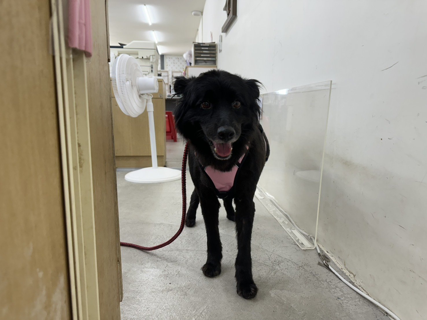 混種犬