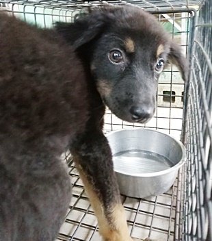 混種犬