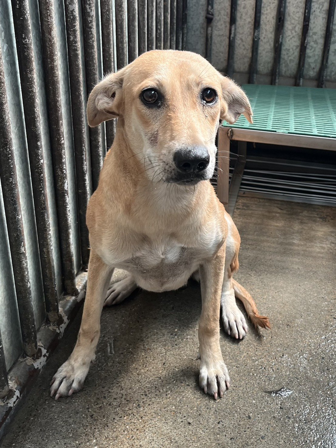 混種犬