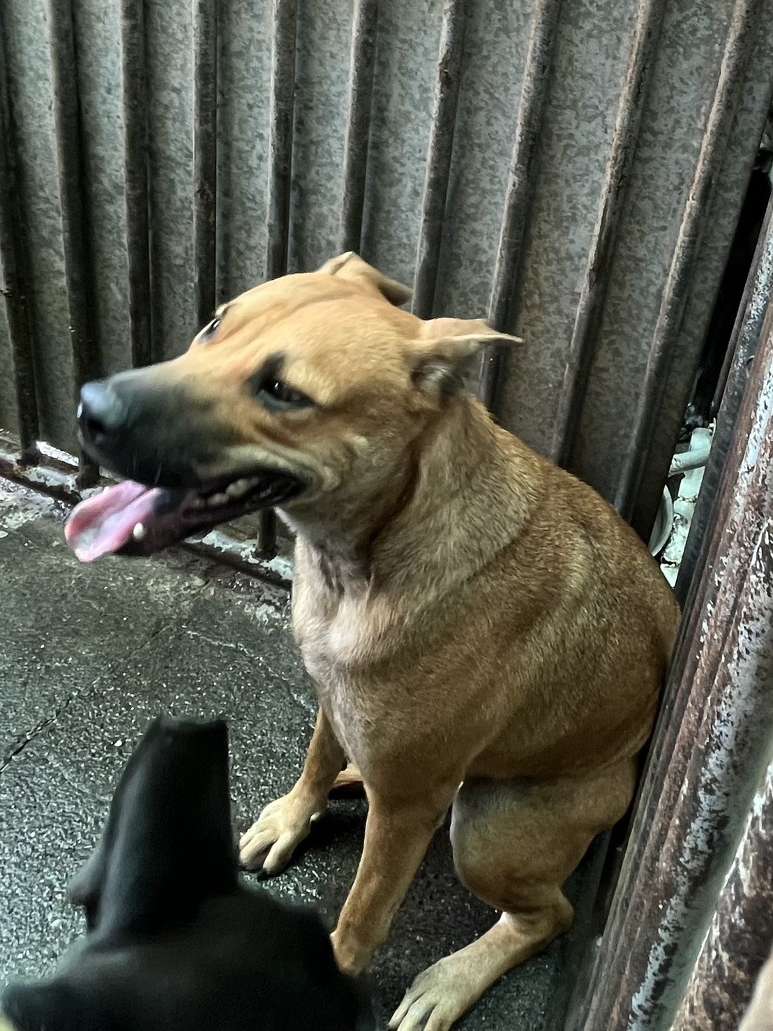混種犬