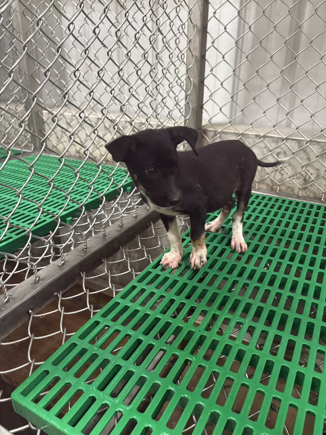 混種犬