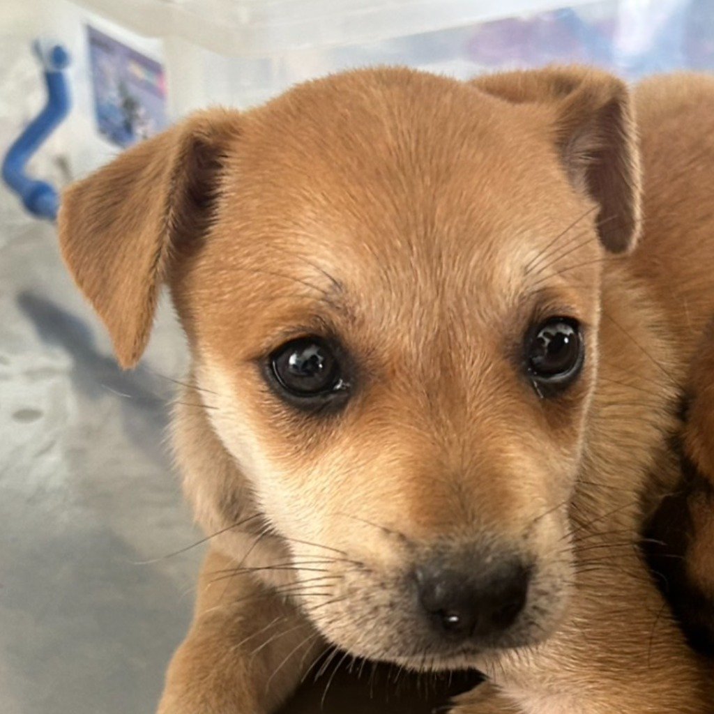 混種犬