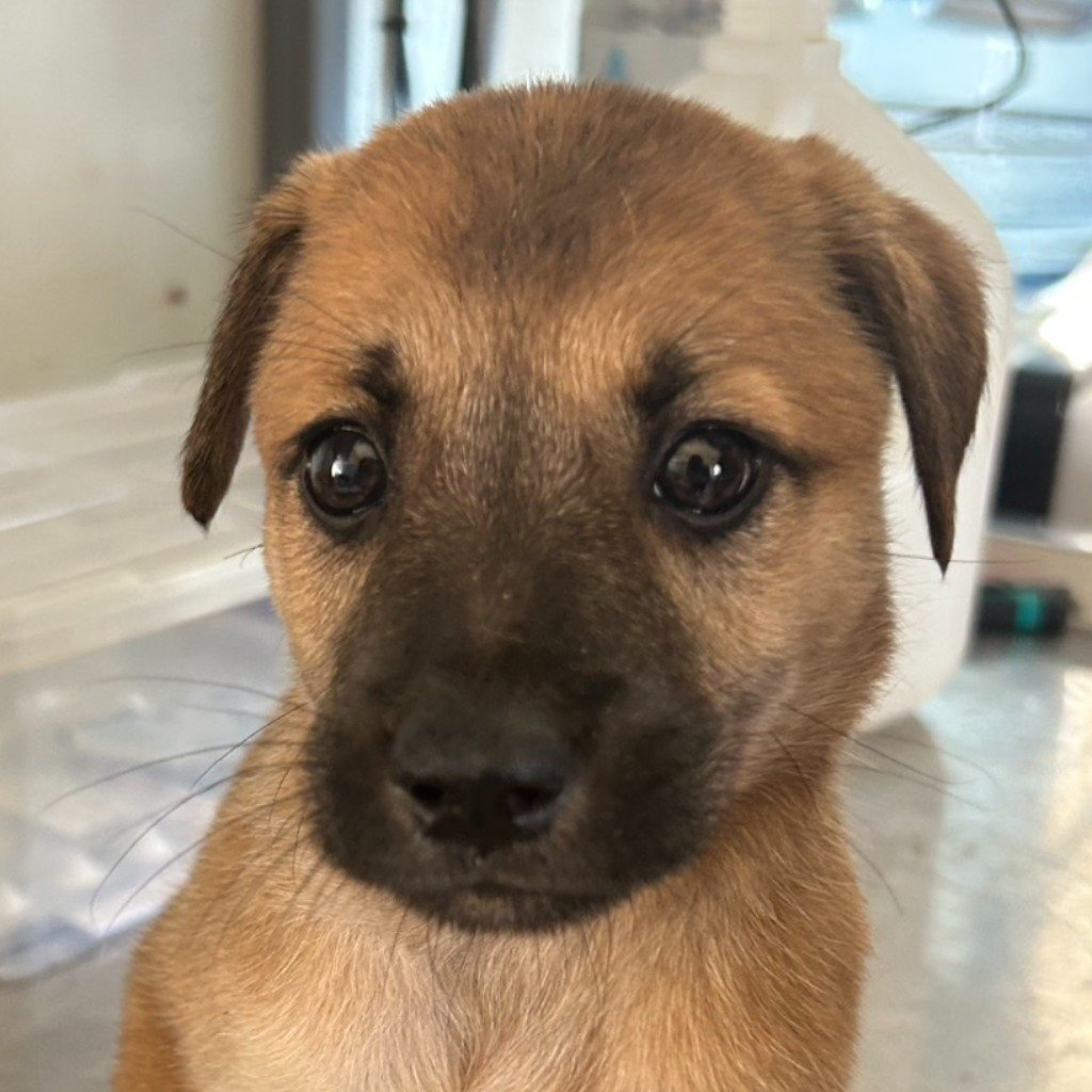 混種犬