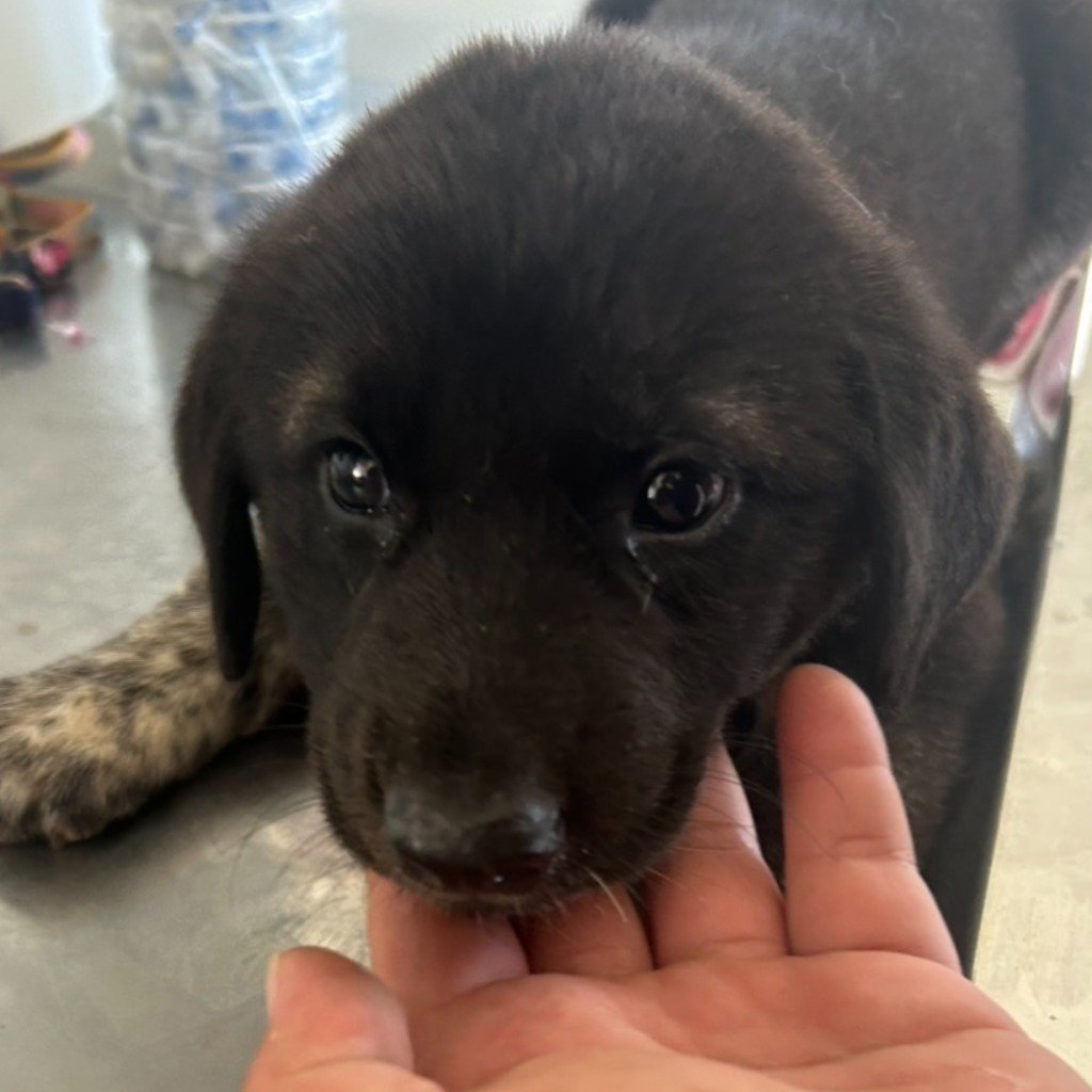 混種犬