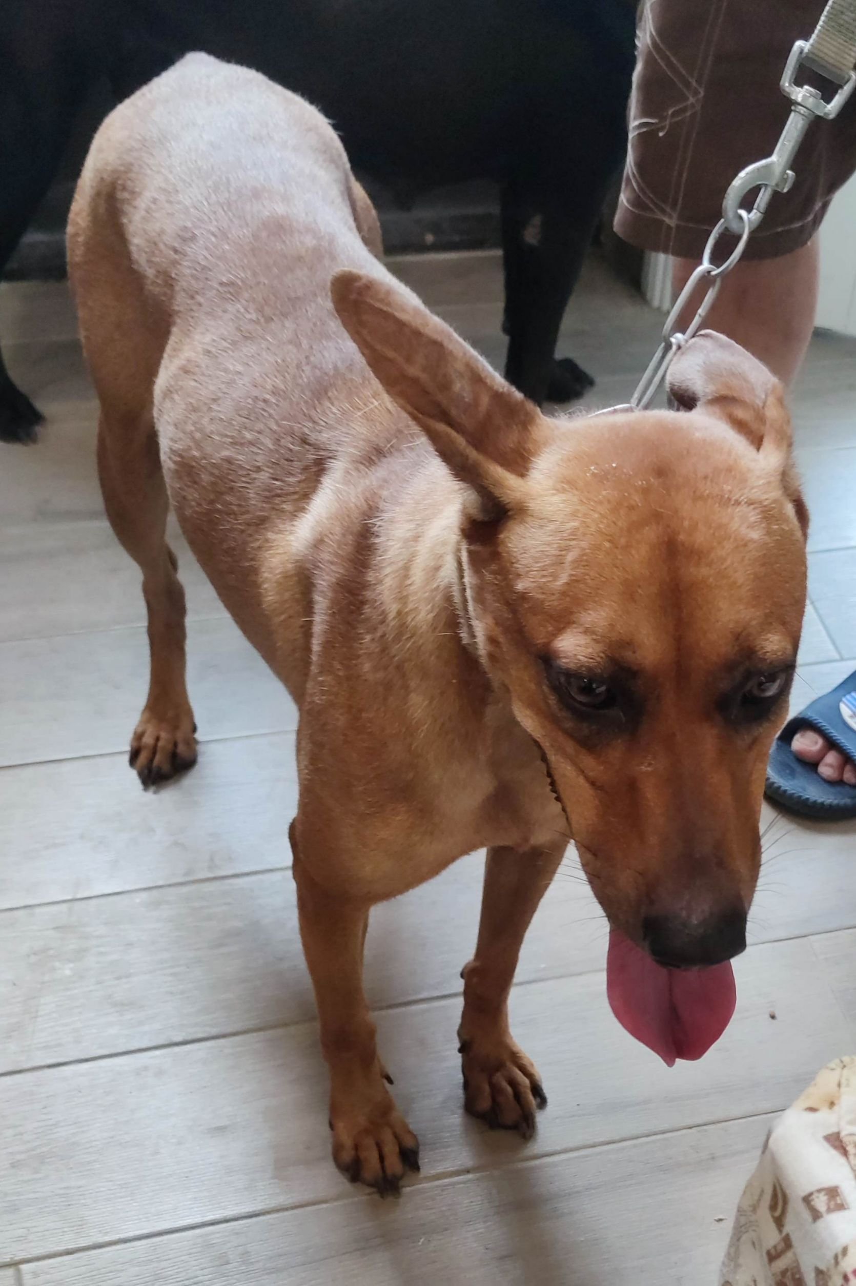 混種犬