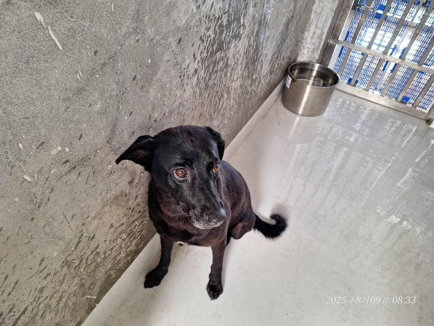 混種犬