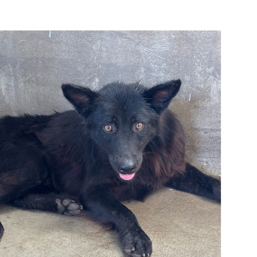 混種犬