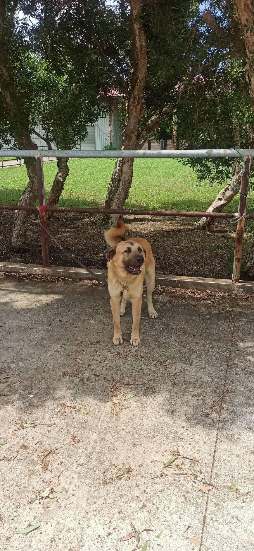 混種犬