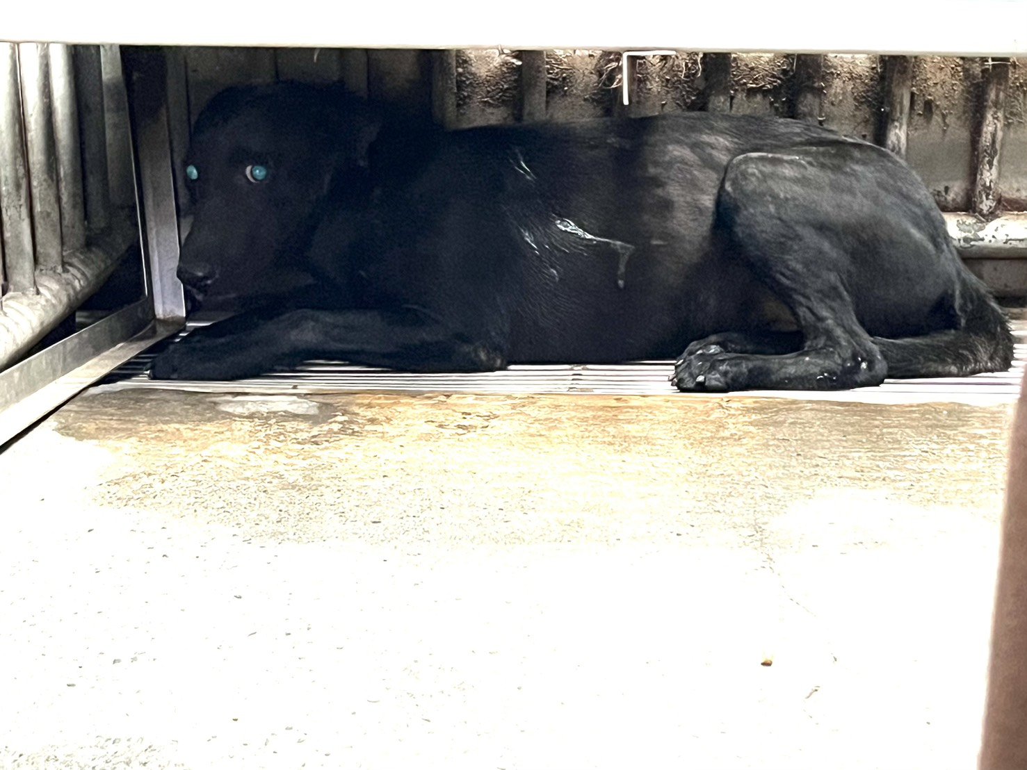 混種犬