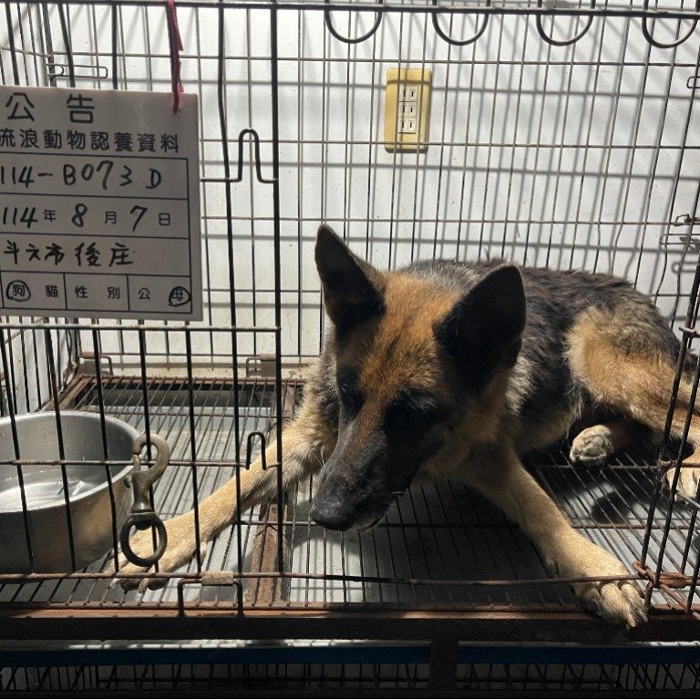 混種犬